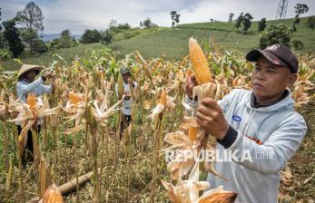 Hasil Panen Raya Jagung di Wilayah Jawa Barat Capai 300 Ton