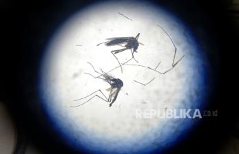 Nyamuk Aedes aegypti ber-wolbachia dewasa terlihat dari mikroskop untuk penelitian di Insektarium Universitas Gajah Mada (UGM), Yogyakarta, Sabtu (2/12/2023). Sejak 2011 Insektarium UGM mengembangbiakkan atau berternak nyamuk Aedes aegypti ber-wolbachia. Tujuan nyamuk Aedes aegypti ber-wolbachia dikembangbiakkan untuk menekan penularan virus demam berdarah di masyarakat. Mulai 2015 pelepasan telur Aedes aegypti mulai dilakukan di lingkungan masyarakat. Saat ini, Insektarium UGM bisa memanen telur nyamuk Aedes aegypti sebanyak 550.000 telur dalam atau periode atau sekitar tiga minggu.