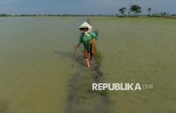 In Picture: Ribuan Hektar Lahan Sawah di Banten Terendam Banjir