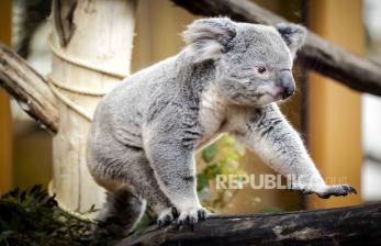 In Picture: Ouwenhands Jadi Satu-satunya Kebun Binatang di Belanda yang Miliki Spesies Koala