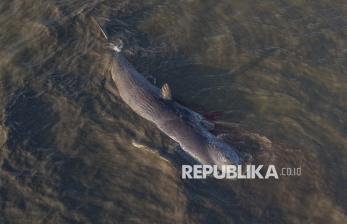Paus Sperma Sepanjang 10 Meter Mati Terdampar di Pesisir Pantai Totobo Sulteng