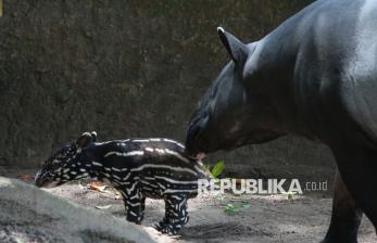 Bandung Zoo Sambut Kelahiran Bayi Tapir Sumatera