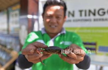 In Picture: Melihat Lebih Dekat Budidaya Kepiting Cangkang Lunak di Desa Kutawaru Cilacap