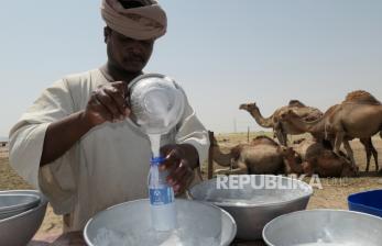 Melihat Peternakan Susu Unta di Arab Saudi