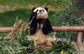 Bertemu Para Selebritas Panda di Chengdu