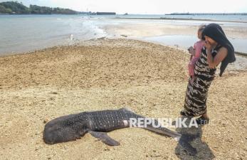 Hiu Paus Sepanjang Dua Meter Ditemukan Mati Terdampar di Pesisir Kendari