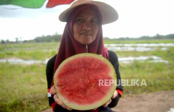 Panen Demplot Budidaya Semangka