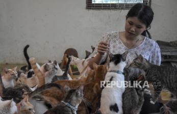 Menengok Rumah Singgah Kucing di Bandung