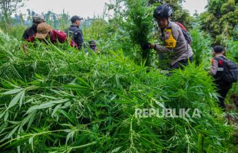 In Picture: Aparat Gabungan Amankan Ladang Ganja di Lumajang