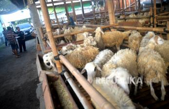 Kementan Sidak Gudang Importir Daging Domba dan Kambing, Ada Apa?