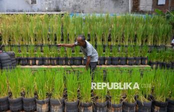 Warga Pasar Minggu Tanam Padi di 1.700 Galon Plastik Bekas