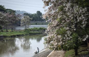 Cantiknya Warna-warni Bunga Tabebuya di Bantaran Banjir Kanal Barat Semarang