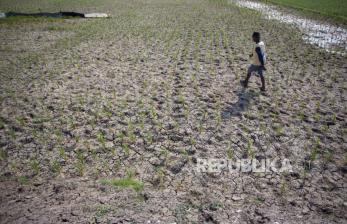 Puluhan Hektar Lahan Sawah di Indramayu Mengering
