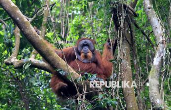 Melihat Langsung Orangutan Sumatra di Habitat Aslinya