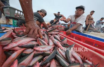 In Picture: Pasokan Melimpah, Harga Ikan di Kendari Turun Hingga 50 Persen