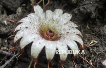 In Picture: Keindahan Bunga Langka Rhizanthes Deceptor yang Mekar di Bengkulu