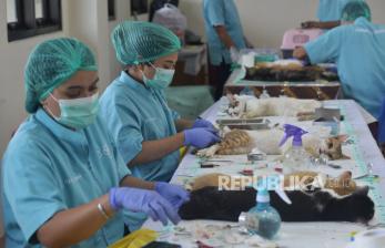 Tekan Populasi Kucing di Jakarta, Sudin KPKP Gelar Layanan Sterilisasi Gratis