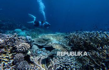 Menikmati Keindahan Surga Bawah Laut di Pulau Tomia