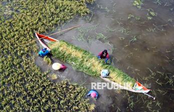 In Picture: Sawahnya Terendam Banjir, Petani di Gorontalo Panen Padi Lebih Awal