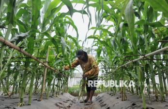 In Picture: Kebun Maisa Petani, Upaya Warga Jakarta Wujudkan Swasembada Pangan