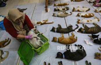 In Picture: Tekan Populasi Kucing Liar, DKPKP Jakarta Adakan Sterilisasi Gratis