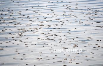 Ribuan Ikan di Danau Maninjau Mati Terdampak Angin Kencang