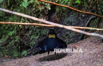 Pesona Parotia Arfak, Burung Endemis di Hutan Papua Barat yang Kian Langka