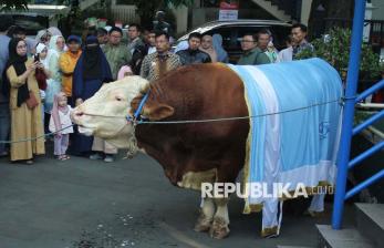 Sapi Kurban Presiden Prabowo Jadi Pusat Perhatian Warga di Bandung