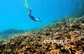 Pesona Bawah Laut Perairan Berau, Jantung Segitiga Terumbu Karang Dunia