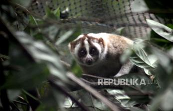 In Picture: Melepas Kukang Jawa Kembali ke Habitat