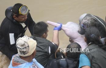 In Picture: Sebulan Terjebak Disungai, Lumba-Lumba Pink Diselamatkan di Bolivia