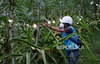 PLN Dukung Pengembangan Agrowisata Petik Buah Naga di Manokwari