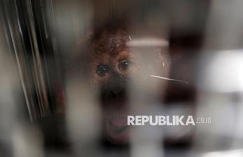 Orang Utan Sumatra Korban Perdagangan Satwa Dipulangkan dari India