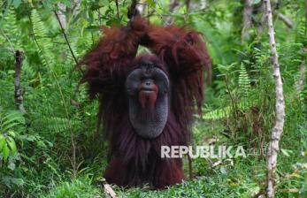 Alih Fungsi Lahan Ancam Kawasan Rehabilitasi Orangutan di Kutai Kartanegara