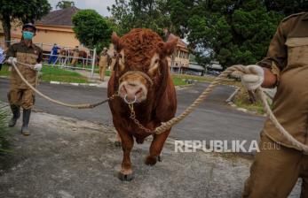 Wapres Gibran Kurban Sapi Lomousin 1,1 Ton, Masjid Istiqlal: yang Mau Kurban Bisa Sampai Sabtu 
