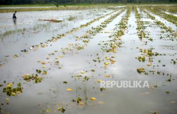 Tujuh Kecamatan di Kulon Progo Tergenang Banjir