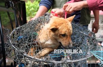 In Picture: Dinas Pertanian Tabanan Evakuasi Anjing Liar ke Tempat Penampungan