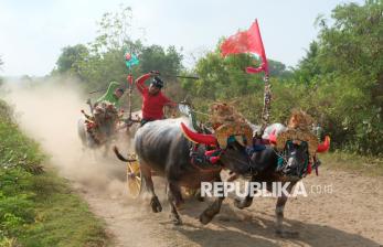 Ratusan Peserta Beradu Cepat di Balapan Kerbau Khas Jembrana