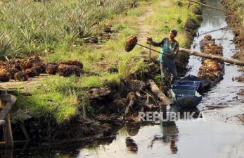 Harga Sawit Riau Turun Rp 424,81 Kg