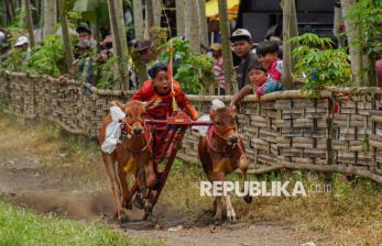 Keseruan Adu Cepat Karapan Sapi di Lumajang