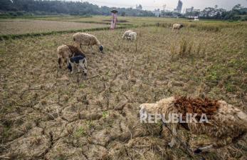 878 Hektare Sawah di Cirebon Kekeringan, Dikhawatirkan Meluas