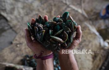 Pekerja membersihkan kerang ijo di Industri Kerang Ijo, CIlincing, Jakarta Utara, Ahad (19/4). Menurut pemilik industri kerang ijo Hj