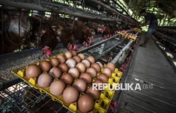 Produksi Telur Melimpah, Peternak Hadapi Tekanan Harga Jual
