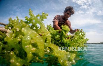 In Picture: Melihat Budidaya Rumput Laut di Karimunjawa