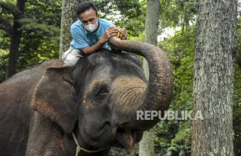 In Picture:  Peringatan Hari Gajah Sedunia di Bandung Zoological Garden