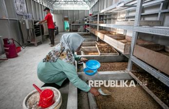 Budidaya Maggot Jadi Solusi Olah Limbah Organik di Sukoharjo