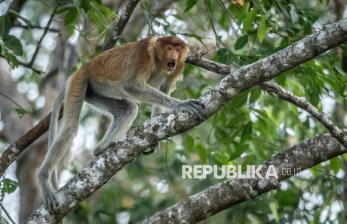 Menjaga Bekantan di Tengah Ancaman Karhutla