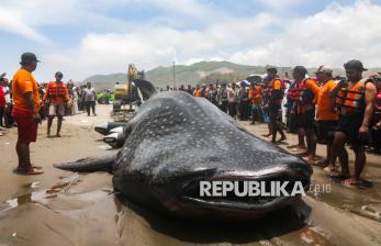 Hiu Paus 9 Meter Terdampar di Pantai Parangkusumo, Mati Sebelum Dievakuasi ke Laut
