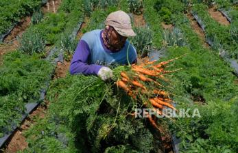 Harga Jual Anjlok, Petani di Banjarnegara Panen Wortel untuk Pakan Ternak