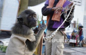 In Picture: Meski Dilarang, Atraksi Topeng Monyet di Jalan Masih Sering Ditemukan